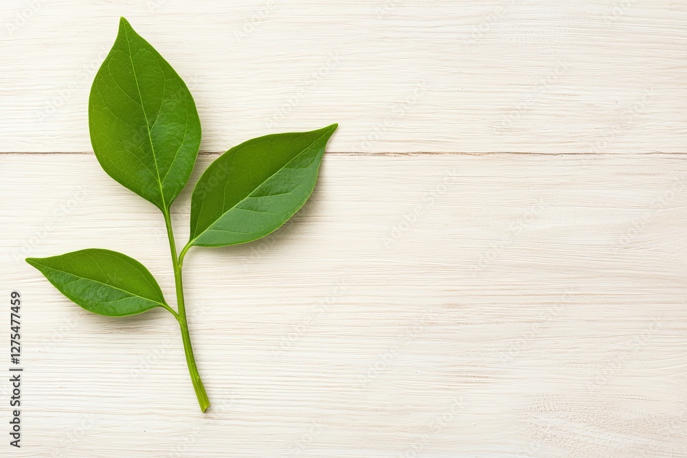 A simple green leaf branch rests on a light wooden surface, showcasing its vibrant color and natural texture. A simple green leaf branch rests on a light wooden surface, showcasing its vibrant color and natural texture.