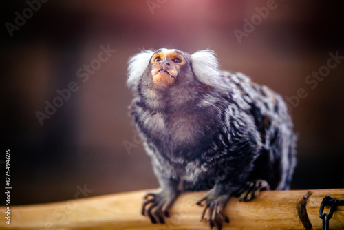 Fotografie Common marmoset taken in close-up