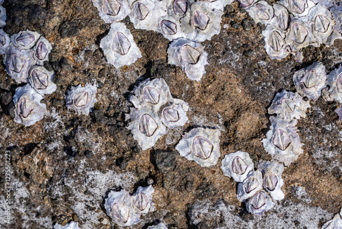 Фотография Nesochthamalus intertextus, PURPLE ROCK BARNACLE