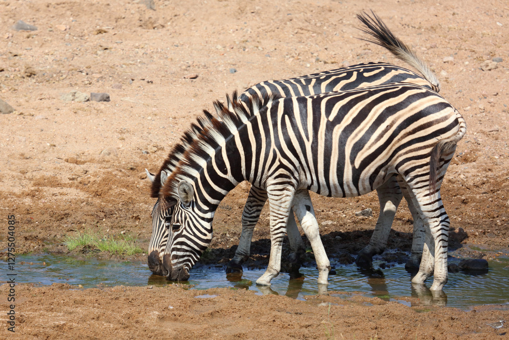 Steppenzebra / Burchell's zebra / Equus quagga burchellii Steppenzebra / Burchell's zebra / Equus quagga burchellii
