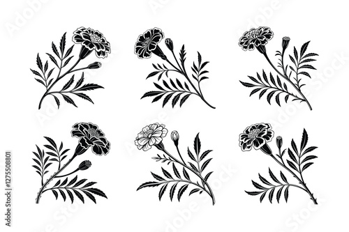 Marigold (Tagetes spp.) silhouette vector illustration