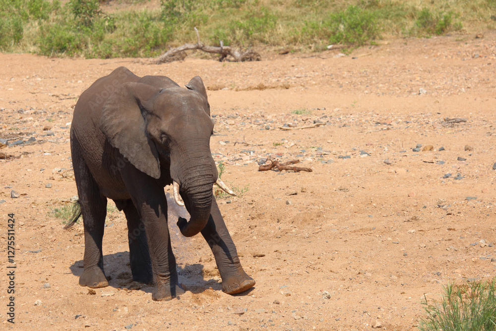Fototapeta premium Afrikanischer Elefant / African elephant / Loxodonta africana
