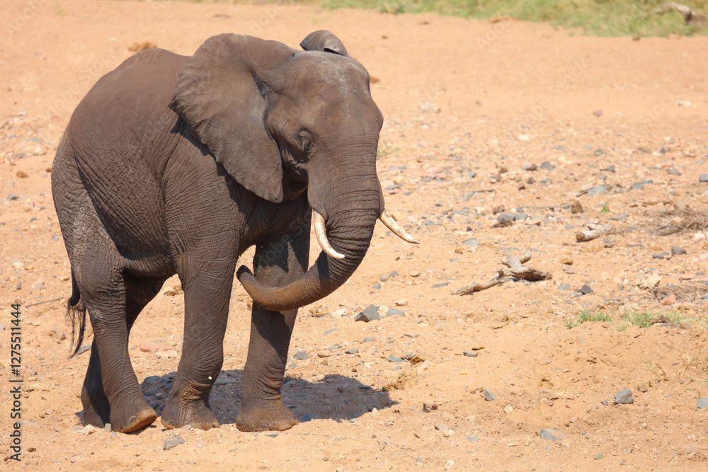 Fototapeta premium Afrikanischer Elefant / African elephant / Loxodonta africana