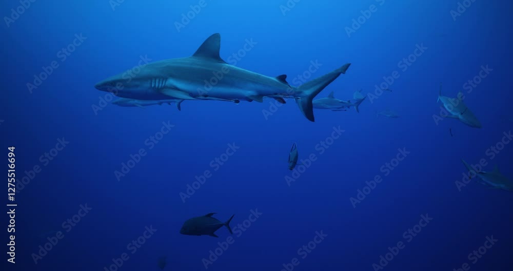 Sharks Great Barrier Reef underwater Sharks Great Barrier Reef underwater