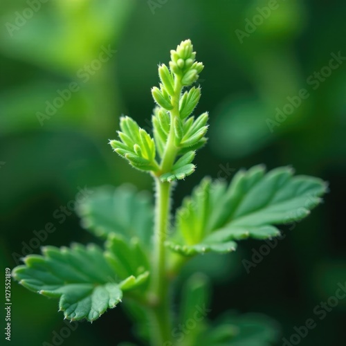 delicate zahter thymbra spicata leaves unfolding, wild thyme, fresh, botanical photo