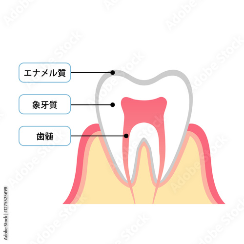 歯の断面図と構造説明のイラスト