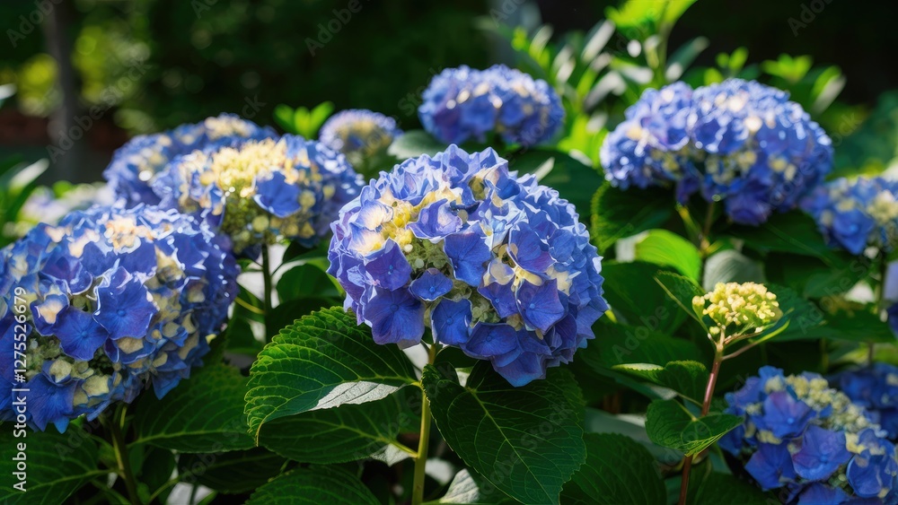 Nikko Blue hydrangea flowers in vibrant blooming clusters with lush green leaves in soft sunlight creating a serene garden atmosphere. Nikko Blue hydrangea flowers in vibrant blooming clusters with lush green leaves in soft sunlight creating a serene garden atmosphere.