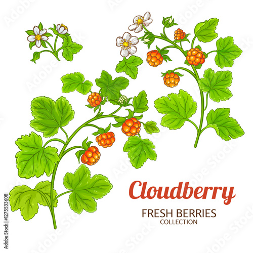 Cloudberry Plant with Flowers, Berries and Leaves Colored Detailed Illustration. Organic natural nutritional healthy food ingredient, vegetarian diet product. Vector isolated for design or decoration.