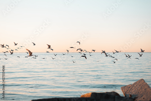 Photography birds flying over water