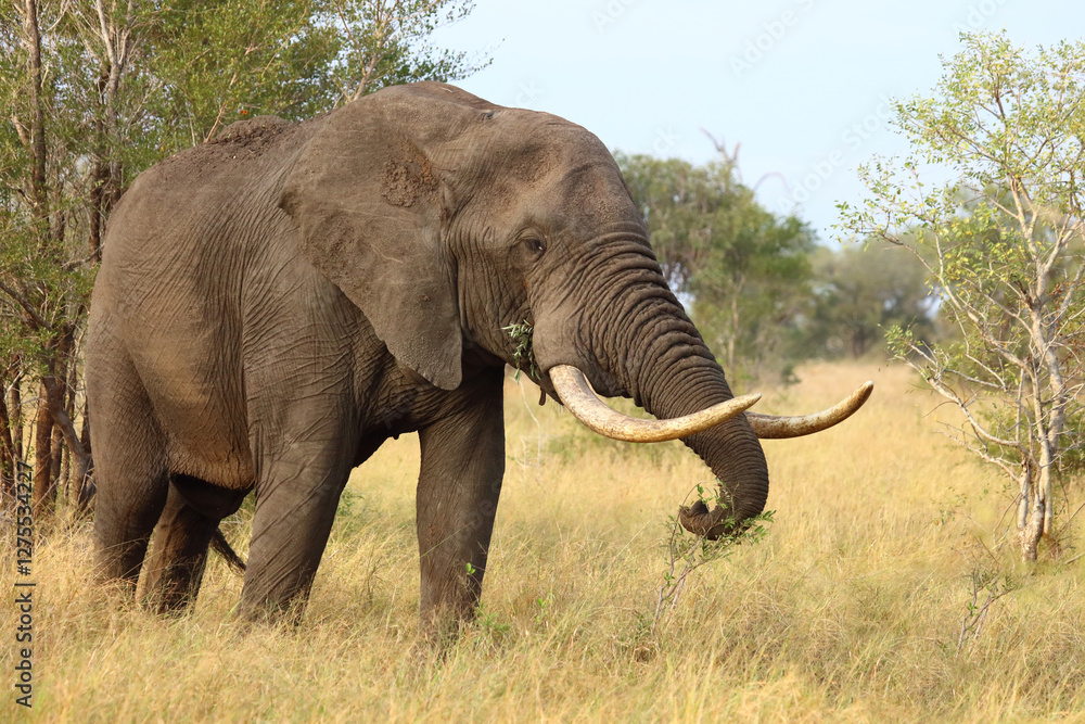 Fototapeta premium Afrikanischer Elefant / African elephant / Loxodonta africana..
