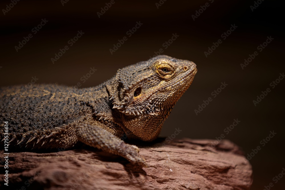 Bearded Dragon Lizard Close-Up Bearded Dragon Lizard Close-Up