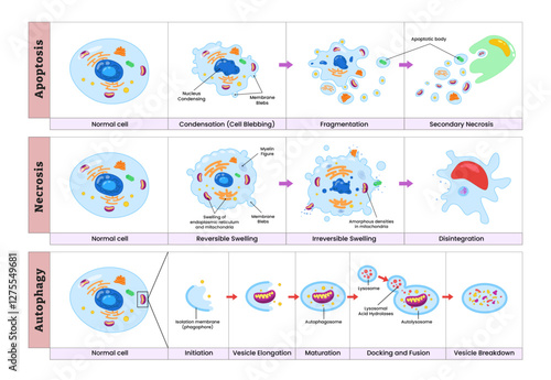 Apoptosis, necrosis and autophagy comparison process diagram infographic, apoptosis versus necrosis difference. Biology education poster.