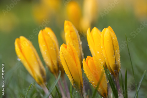 Canvas Print still closed flowers of crocuses with water drops, raindrops on yellow buds, mea