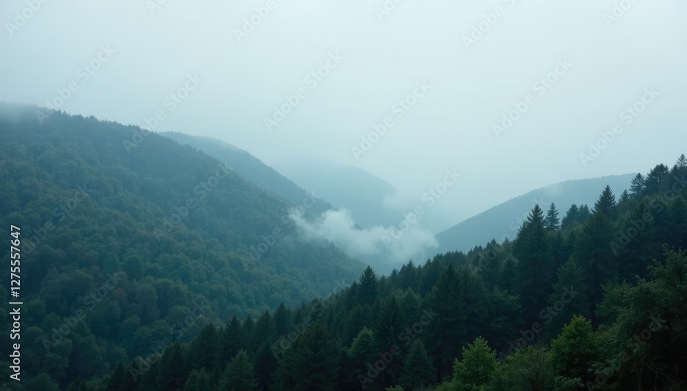 Misty grey fog rolls in over a forest landscape, misty, terrain, overcast Misty grey fog rolls in over a forest landscape, misty, terrain, overcast