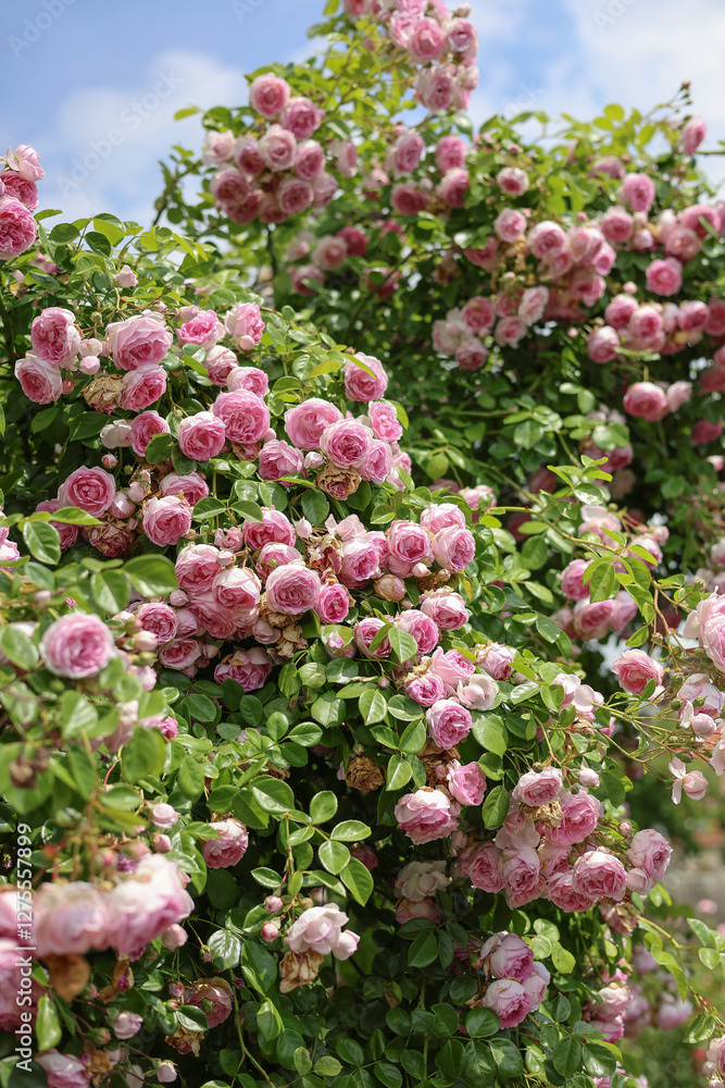 Obraz premium Relaxing cottage garden scene showing beautiful english climbing roses in summer sunshine. 