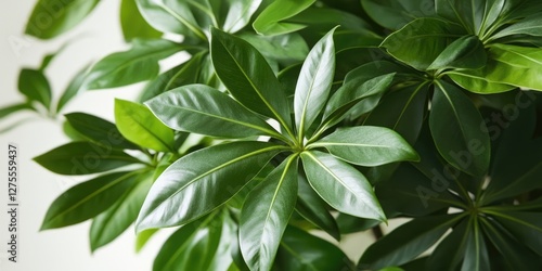 Wallpaper Mural Vibrant green glossy leaves densely clustered with subtle yellow edges illuminated by soft light against a blurred neutral background. Torontodigital.ca