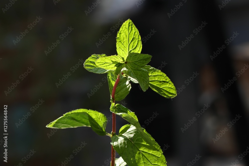 Obraz premium Vibrant Mint Leaves Backlit by Sunlight