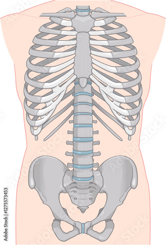 人体の骨、human body skeleton