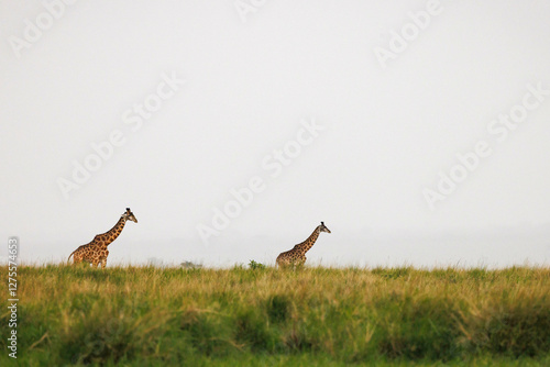 A pair of giraffes roam through grass in Kenya's Masai Mara.