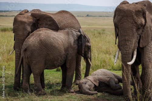 A family of elephants in Kenya's Masai Mara National Reserve photo