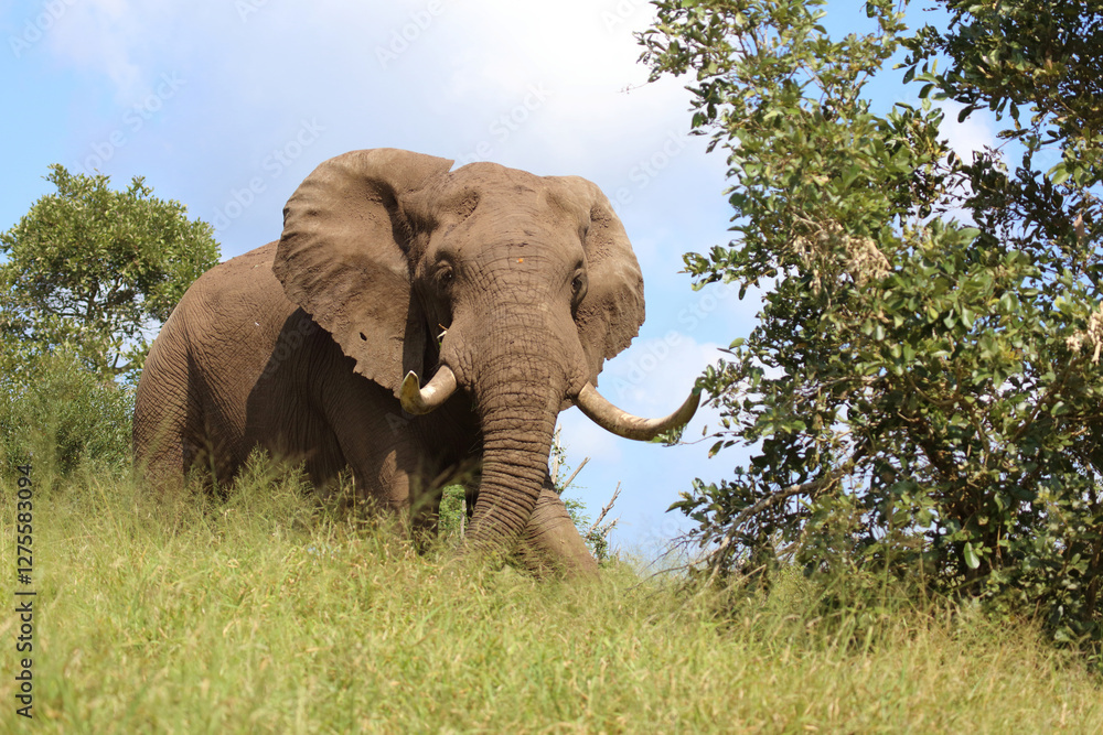 Fototapeta premium Afrikanischer Elefant / African elephant / Loxodonta africana....