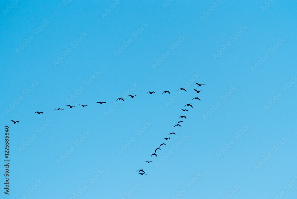a flock of migratory birds in the sky a flock of migratory birds in the sky