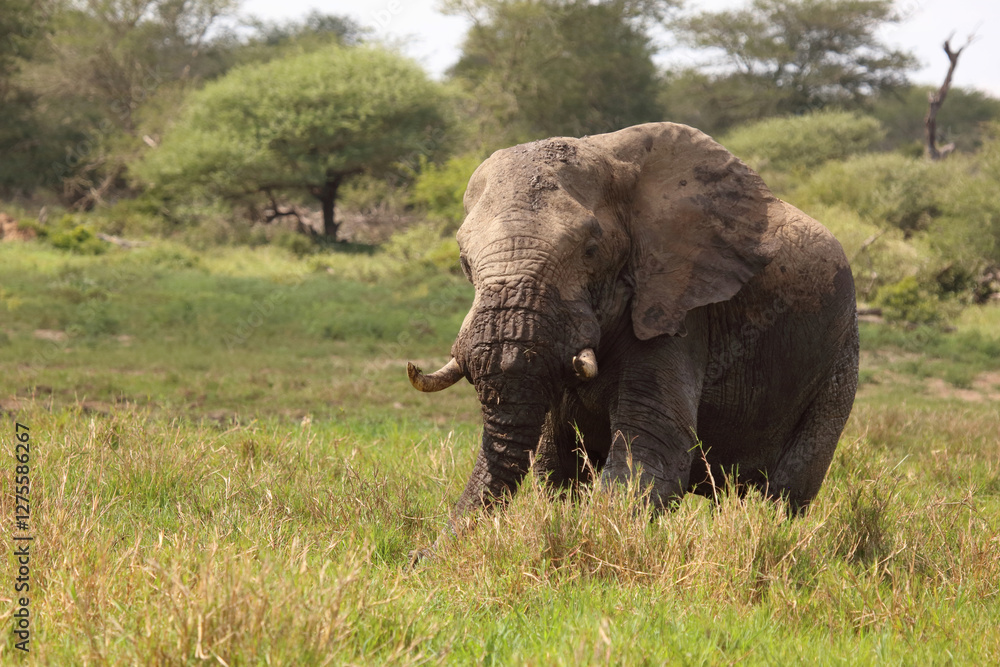 Fototapeta premium Afrikanischer Elefant im Schlamm / African elephant in the mud / Loxodonta africana