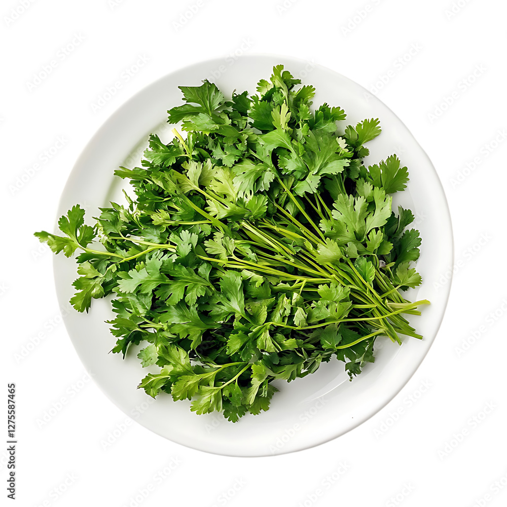 Fresh Cilantro on White Plate isolated on transparent background Fresh Cilantro on White Plate isolated on transparent background