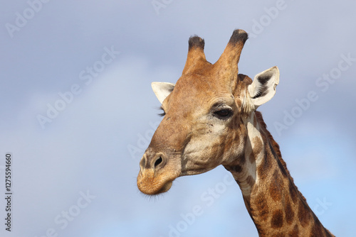Canvas Print Giraffe / Giraffe / Giraffa camelopardalis