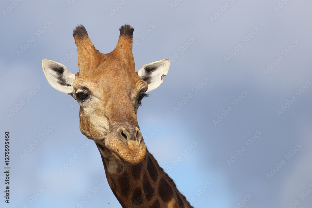 Giraffe / Giraffe / Giraffa camelopardalis Giraffe / Giraffe / Giraffa camelopardalis