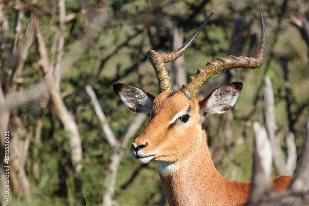 Schwarzfersenantilope / Impala / Aepyceros melampus Schwarzfersenantilope / Impala / Aepyceros melampus