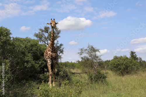 Photography Giraffe / Giraffe / Giraffa camelopardalis