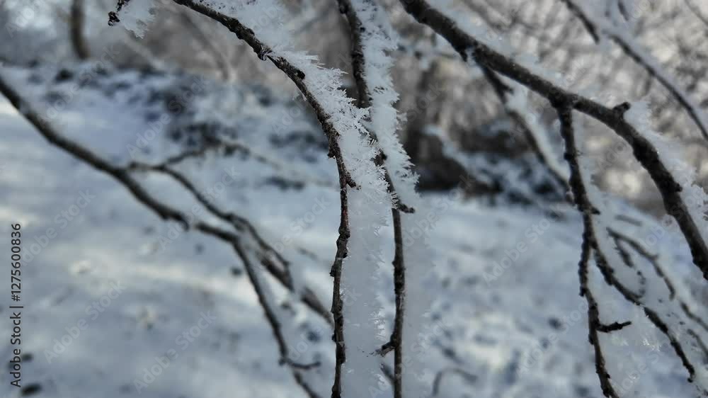 Beautiful white snow on the branches. Snowy pine tree branches close-up in December while sunset. Coniferous snowy tree in winter with a sun rays. Snowy pine branches over blu sky. Beautiful white snow on the branches. Snowy pine tree branches close-up in December while sunset. Coniferous snowy tree in winter with a sun rays. Snowy pine branches over blu sky.