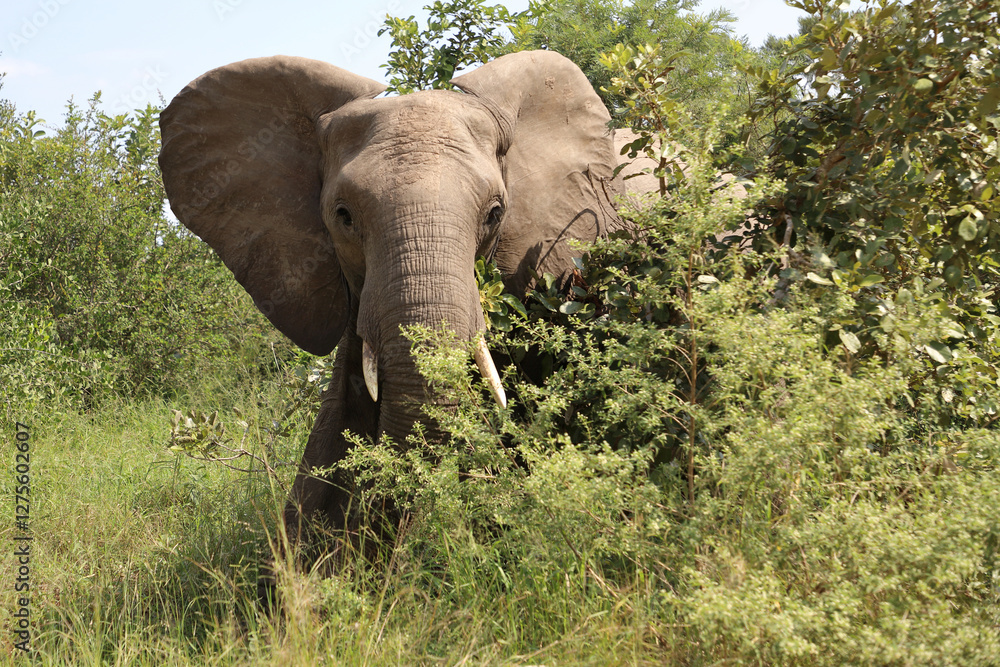 Fototapeta premium Afrikanischer Elefant / African elephant / Loxodonta africana
