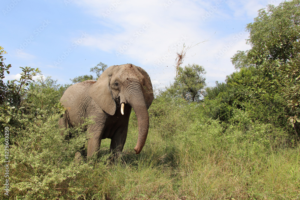 Fototapeta premium Afrikanischer Elefant / African elephant / Loxodonta africana