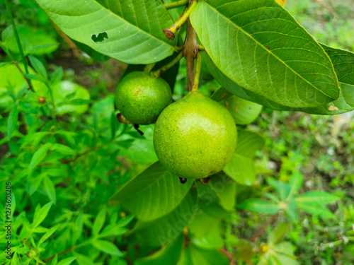 Wallpaper Mural crystal guava fruit still on the tree Torontodigital.ca