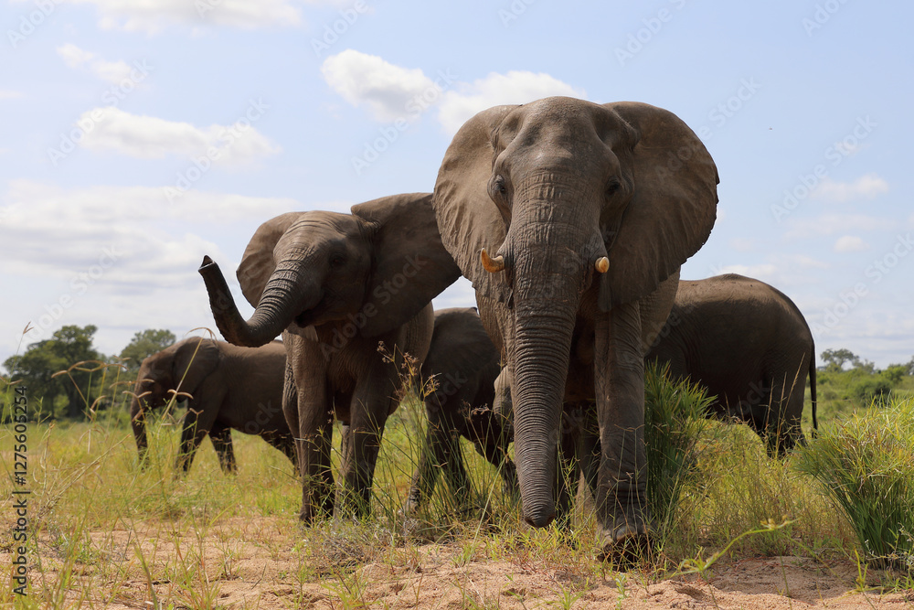Obraz premium Afrikanischer Elefant / African elephant / Loxodonta africana