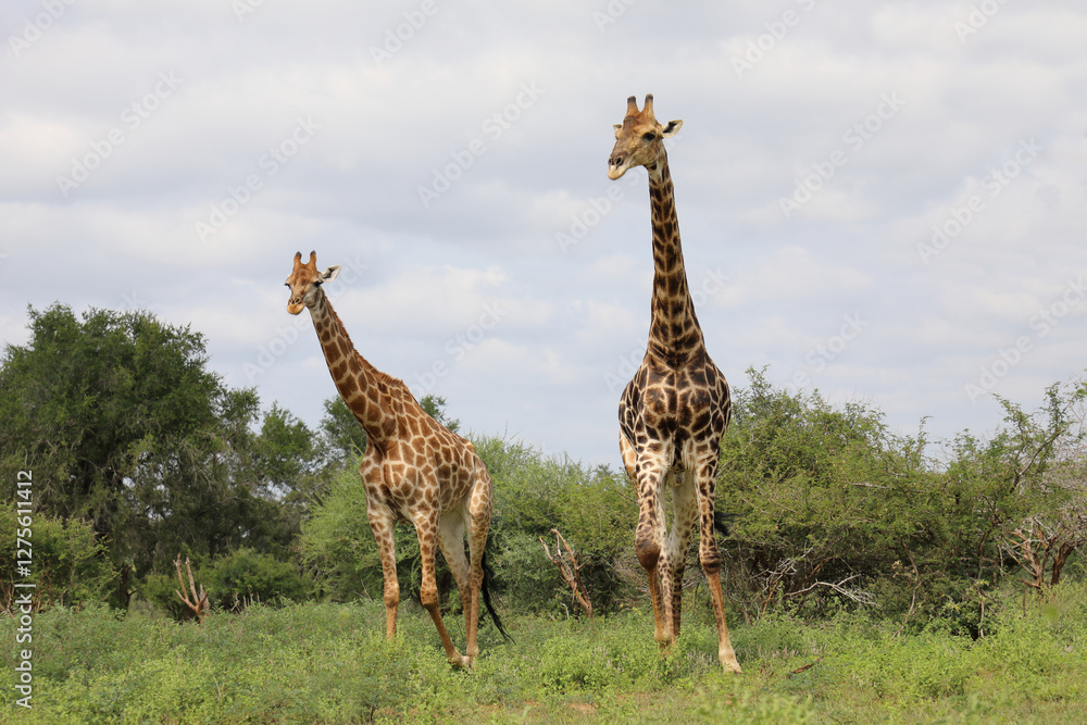 Fototapeta premium Giraffe / Giraffe / Giraffa camelopardalis