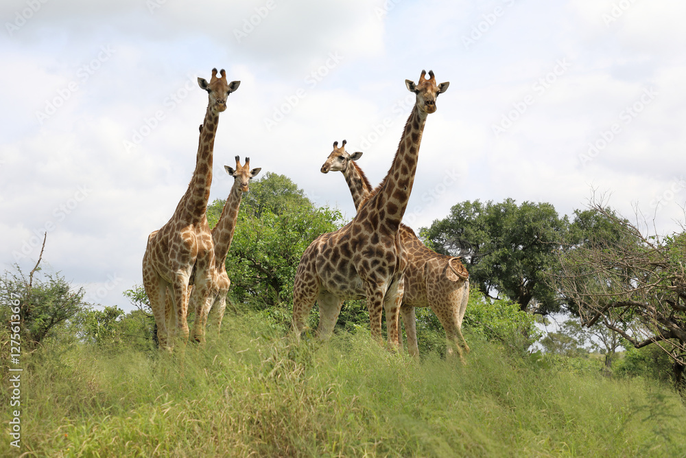 Obraz premium Giraffe / Giraffe / Giraffa camelopardalis