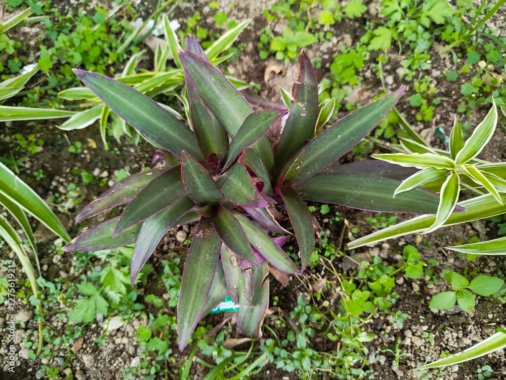 Obraz premium The Tradescantia Spathacea plant has a beautiful combination of leaf colors, namely green and purple.
