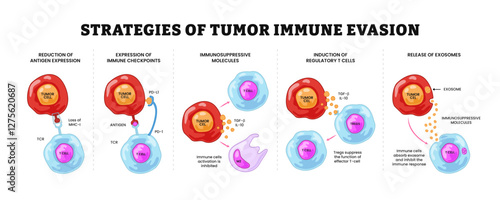 Strategies of tumor immune evasion, Antigenic escape. Immune escape. Immune evasion or escape mutation, labeled tumor cells, t cells, tregs, exosome, immune system. Biology education diagram.