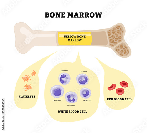 Bone Marrow, the source of red blood cells or erythrocytes, white blood cells and platelets. Blood cells develop in bone marrow. Hematopoiesis, biology education.
