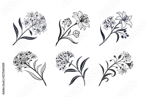 Milkweed (Asclepias spp.) silhouette vector illustration