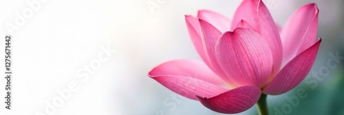 Close-up of delicate lotus petal with dew drops on white backdrop, Zen, spirituality, meditation