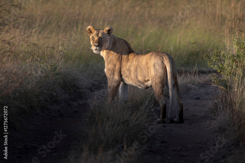 A lioness looking towards the camera