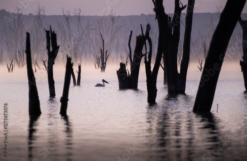 The great white pelican in Nakuru Lake, Kenya