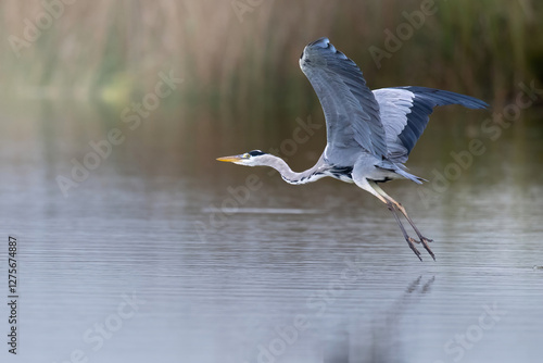 Grey heron takes off over the lale