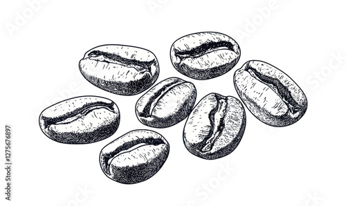 Hand Drawn Coffee Beans Engraving Style Vector Illustration for Minimalist Design