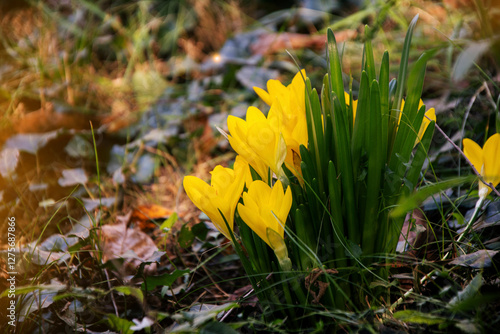 Winter daffodils close up in the forest on the ground covered with autumn leaves  photo