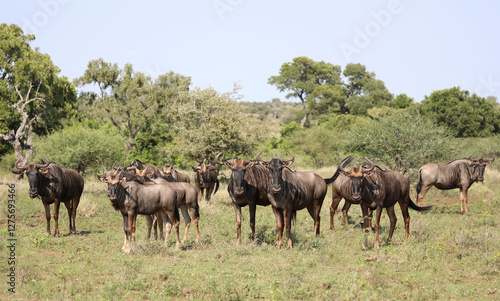 Wallpaper Mural Streifengnu / Blue wildebeest / Connochaetes taurinus Torontodigital.ca